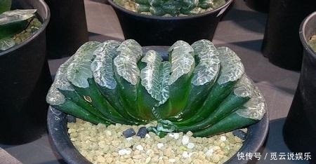 玉扇叶片|多肉玉扇经常喷水,是好还是坏来看看这三点就知道