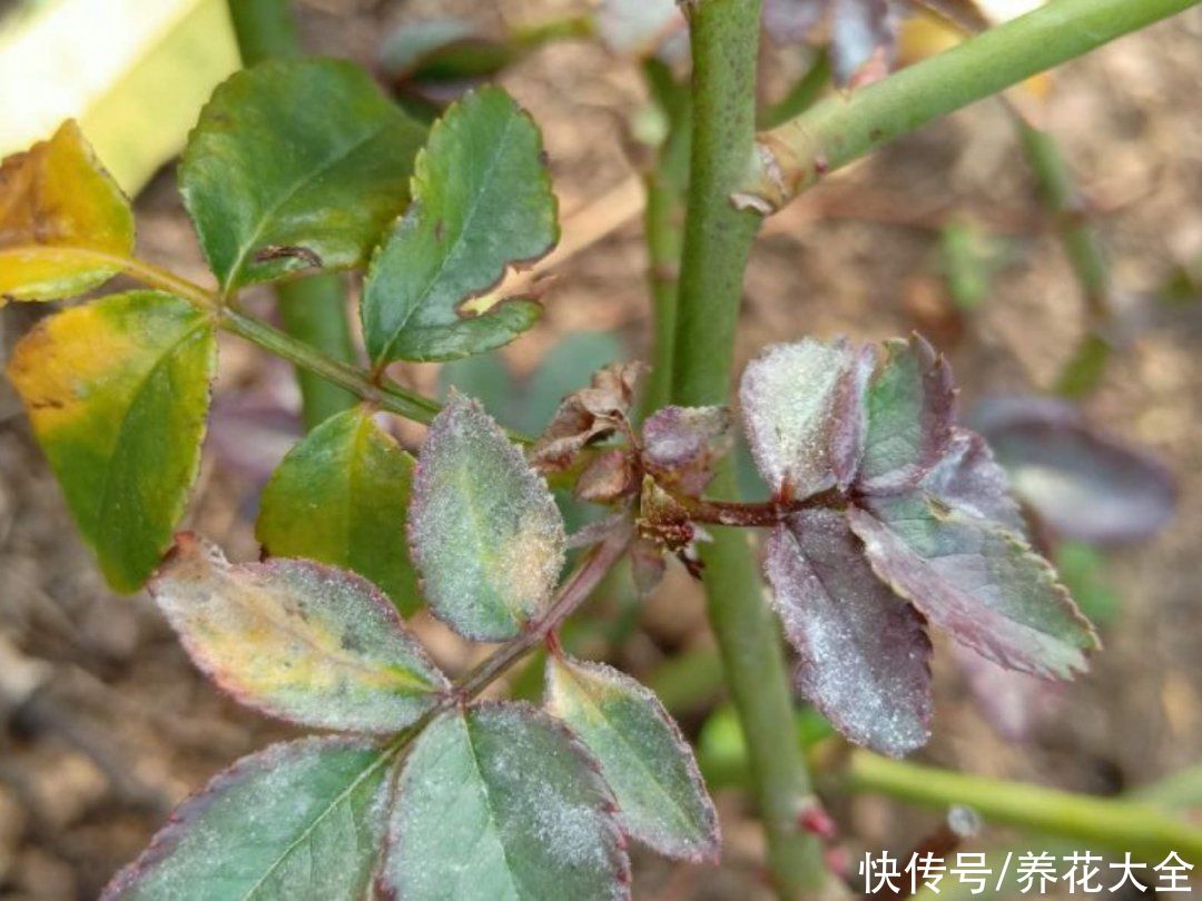 4月养花病虫害，白霜、黑斑、黄点儿···再不治就死光了