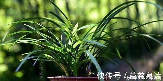 浇水|兰花浇水有多难不要再被兰谚所困,知道这两条就行了!