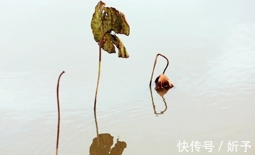 荷叶绿!一季繁花今渐落,满塘荷叶绿中残;八首婉约词,领略秋荷的美