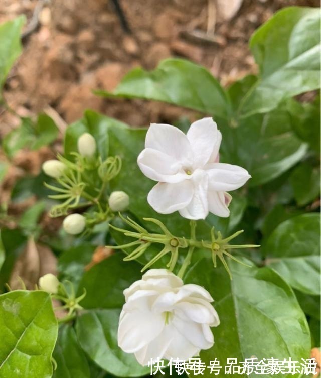 酸性|茉莉土加“一料”，不黄叶不徒长，易生根长得旺，养成繁花老桩！