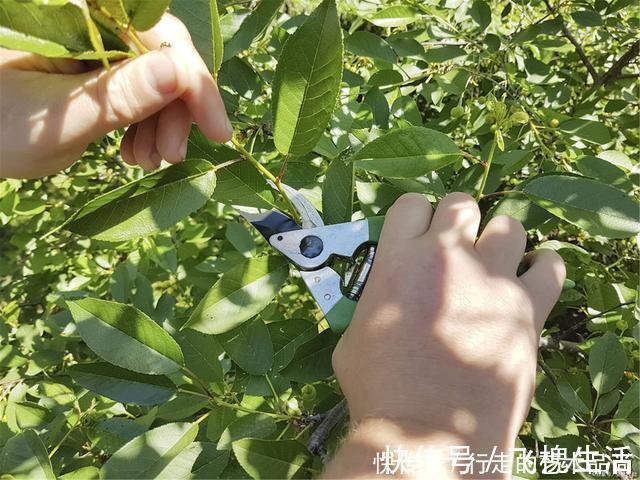 现在开始,2种花不能修剪,否则秋天见叶不见花!