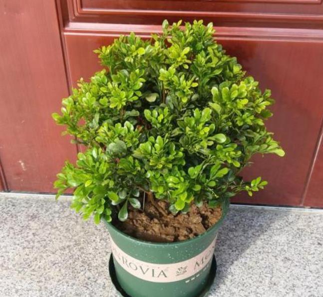 冬季4种花“特欠剪”,不剪开花少,冬季勤修剪,春季开爆盆!