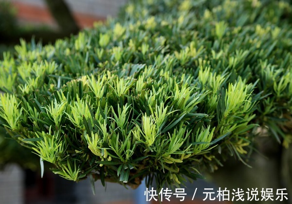 院子里有空地要种三种树,没空地挤挤也要种,寓意深远