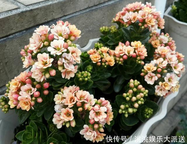 花卉|这2种“肥”长寿花最喜欢！盆里放一点，叶片肉嘟嘟，开花爱爆盆