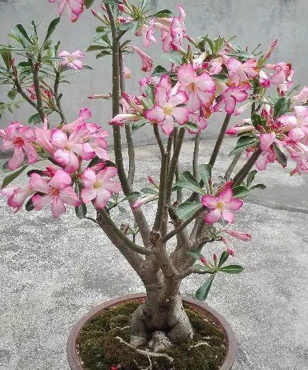 这花就得饿着养,盆越小、水越少,反倒长得更来劲!