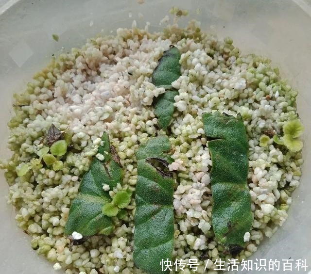 想省心就养这些花，没有病虫害，就爱开花！想省心就养这些花，没有病虫害，就爱开花！