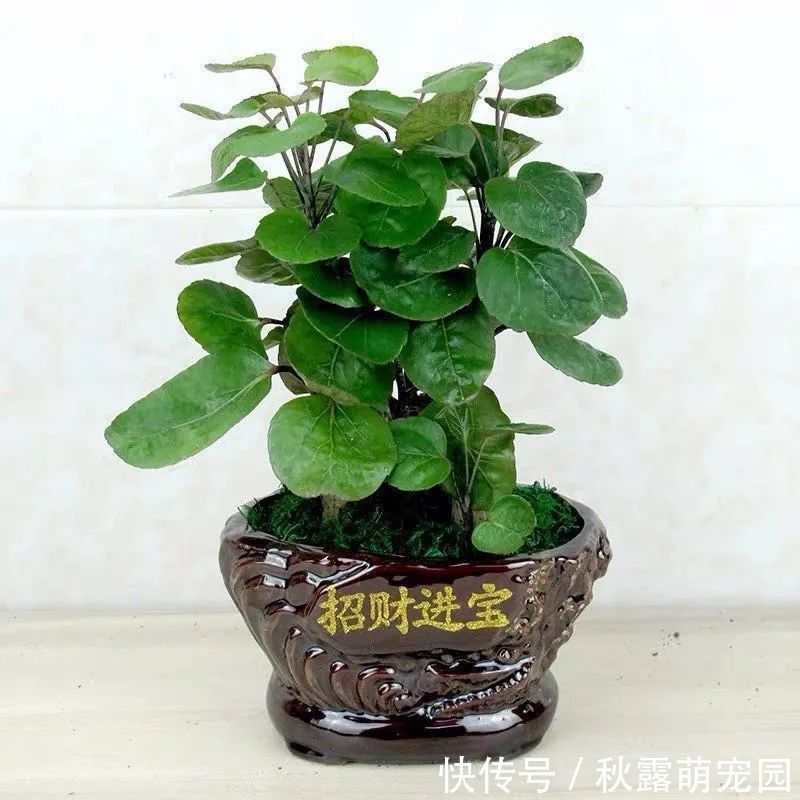 观赏价值|八种命里带“钱”的植物，家里养一盆，招财又旺运，你家养了几种