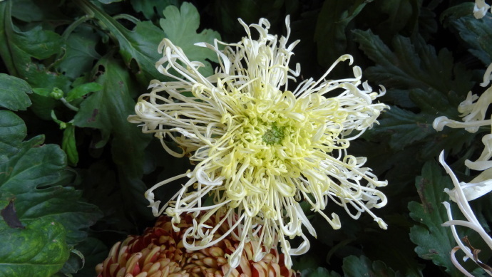 喜欢菊花,不如养盆“珍品名菊”绿窗纱影,似长发少女,纱影朦胧