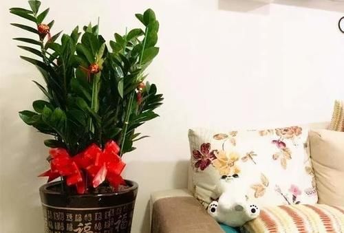 4种适合养在客厅的树，耐旱好养活，寓意好还能净化空气