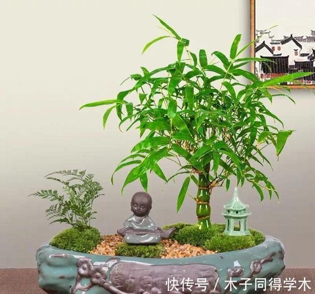 清新|一种“吉祥竹”,清新典雅寓意好,家里养几盆,旺财又守家