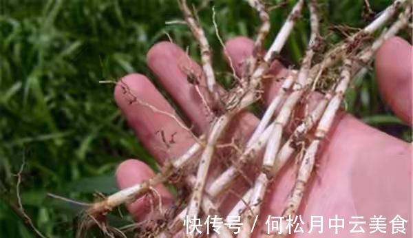 江南人|60种常见野菜，高清大图，收集全了真不容易！