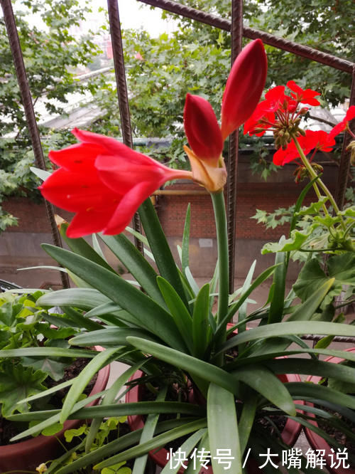 花期|此“花”寒冬季节可赏,花期长达60天,从冬到春,开花不停