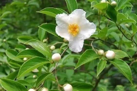 山茶花|传统名花 山茶花