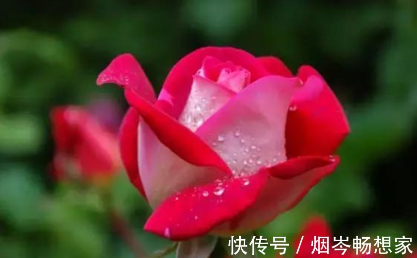 最受欢迎的“5种花”，好养又漂亮，开花还特漂亮，新手也养得好