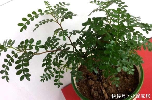 花椒树|1树生得妙,果能吃、叶能吃,全身是宝,小时候却砍来当柴烧