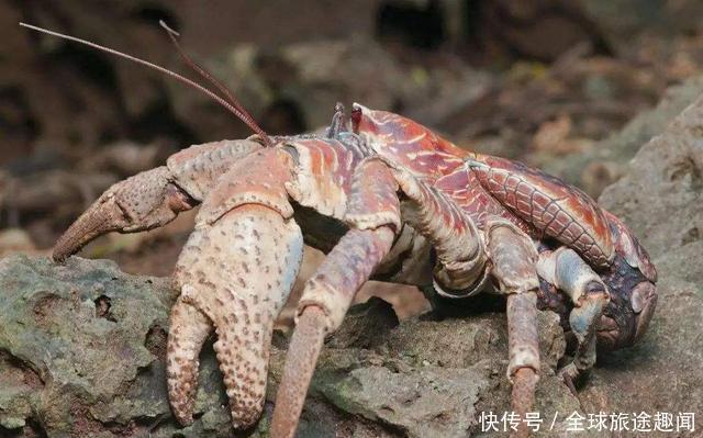 会开椰子的椰子蟹,破坏力真是太可怕了,一招夹开椰子!