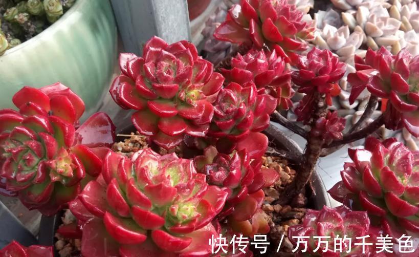 要点|多肉蒂亚叶子“常青”该怎么办？满足3点，立马上色成艳丽的红