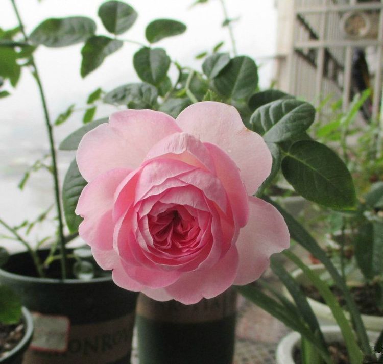 最好养的月季花,养护容易,四季开花,可以阳台盆栽,值得入手