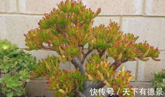 贵气|7种“有钱花”,贵气又大气,招财又旺财,人见人爱