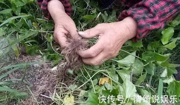 大妈|农村大妈在挖这种野草,大妈说这野草厉害着呢,挖得多可月入上千