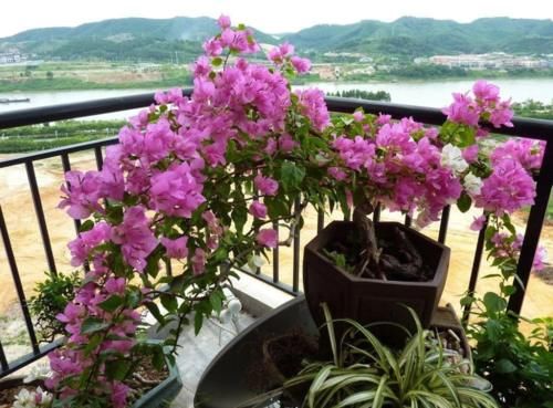 如何正确给三角梅催花，巧妙使用磷酸二氢钾，三角梅开花不断