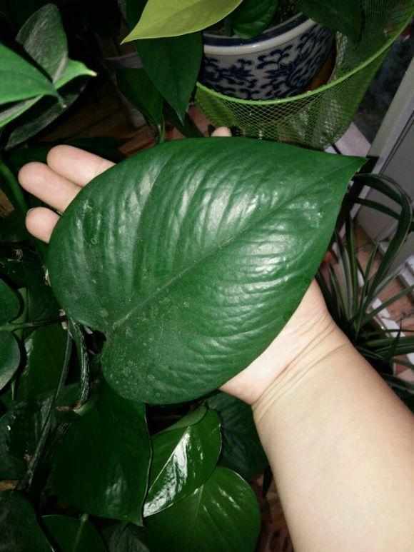 阳台上|想要绿萝不黄叶不烂根就得这样养，不仅不黄叶，还能常年绿油油