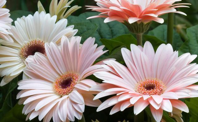 月季花|夏季养花的3个误区,来了解一下,别夏季还没结束,就剩下空盆了