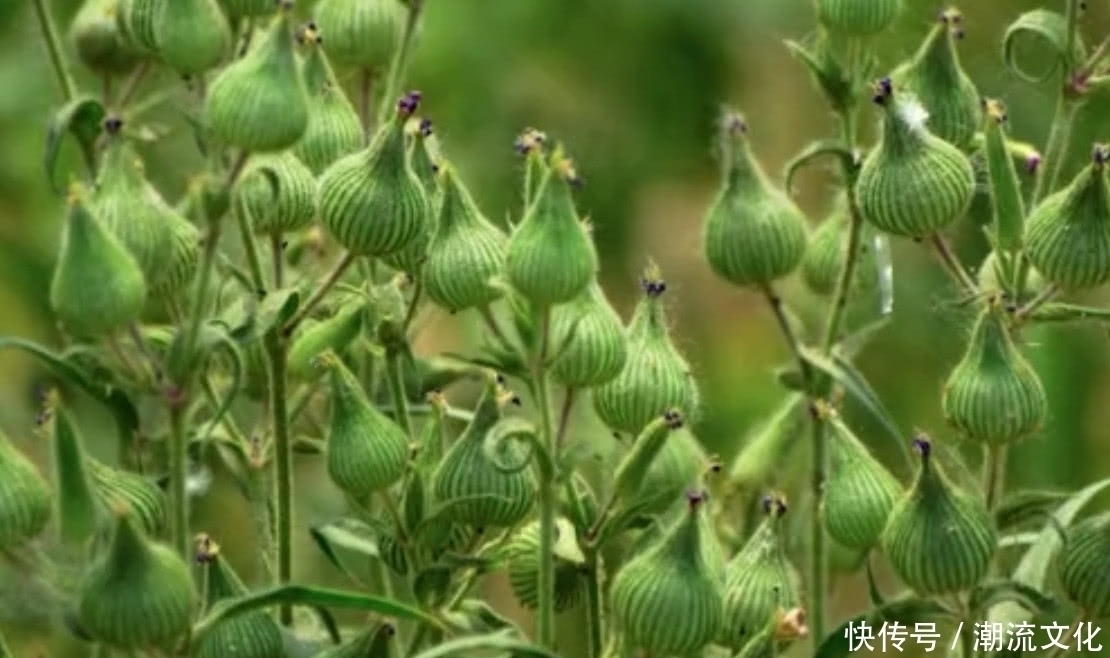 运气|农村这种野草长得像“花瓶”如今要是还能见到，那算你运气好