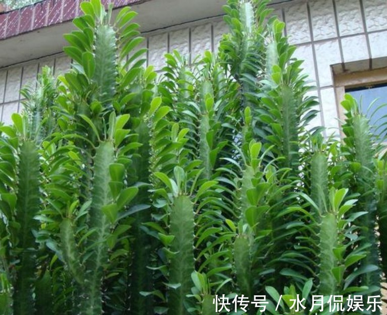 花人|懂花人都养“3种花”,长势喜人,旺宅旺事业,打理简单,寓意好