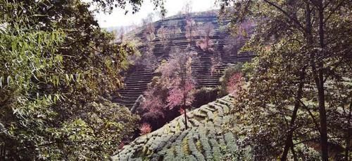 冬日樱花浪漫的无量山，竟然就是天龙八部中的神秘之境