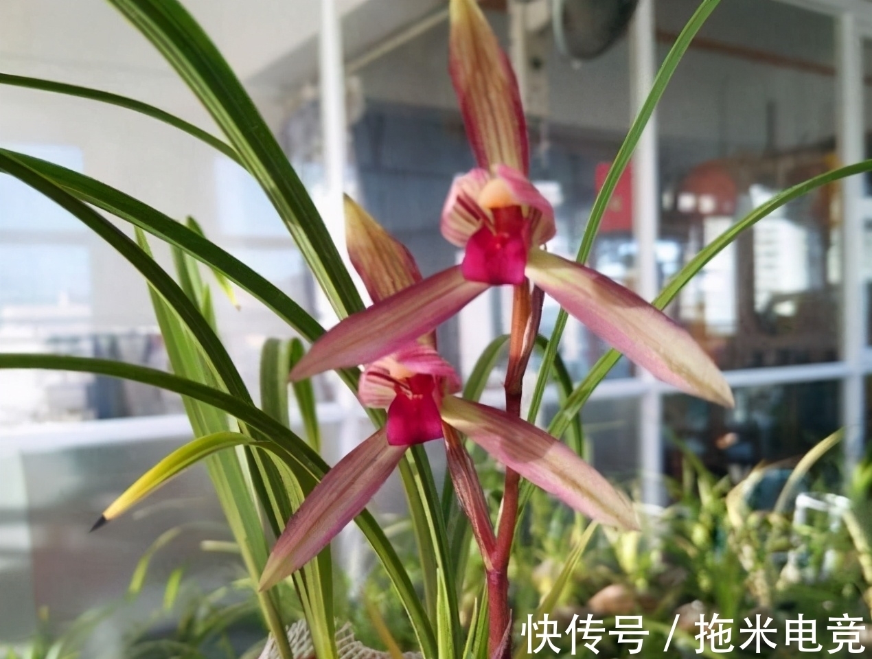 花迷|多年前,出价20万都不卖的兰花,横扫各大兰展,家里有的都不一般