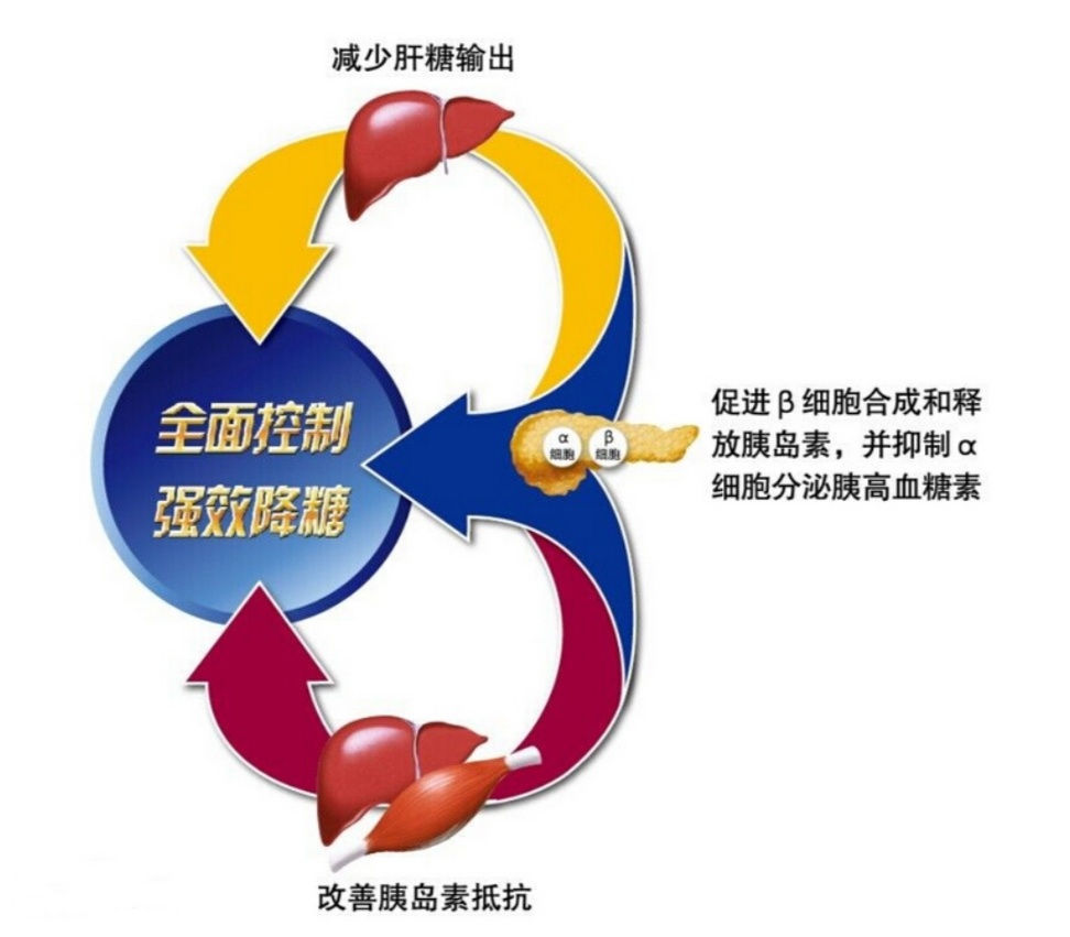  西格列汀|新降糖药列汀类，作用于肠道，降空腹和餐后血糖，不影响体重血压