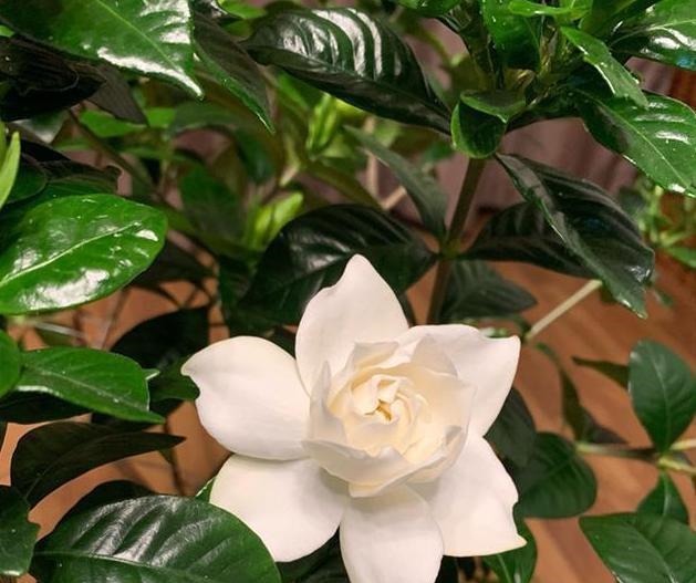 5种“药”,过期也不要扔,兑水浇花,保花不生“虫和病”