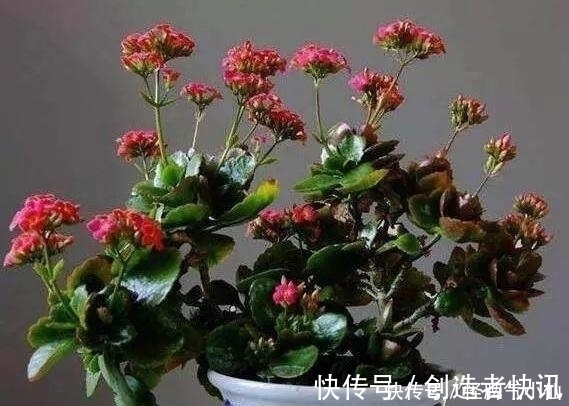 养花|塑料袋太多,很烦人?别烦,用它来养花,养1盆旺1盆,真的很好