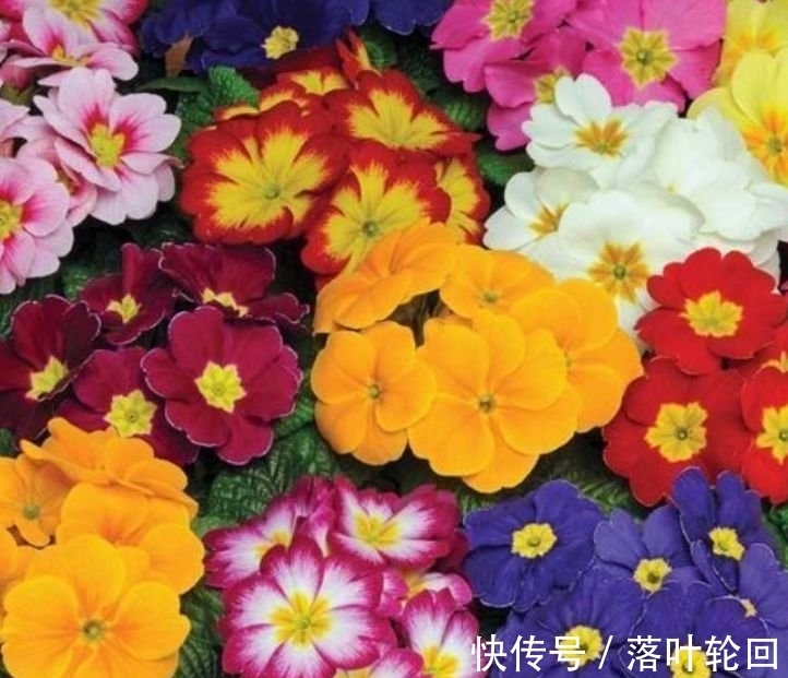 养花就养这几款,全年开花不停,花香四溢,开花旺