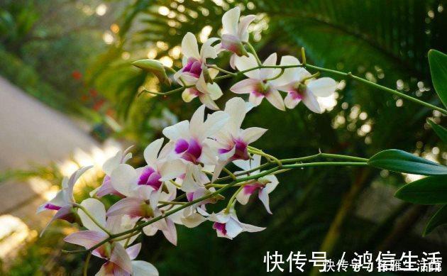 翡翠兰|知道兰花有多少个兰花一共有7个种类,知道你养的那种吗