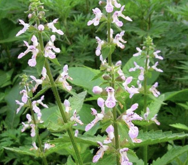 农田里，生长着1种“杂草”，人称“地环”，1公斤“70元”，珍贵