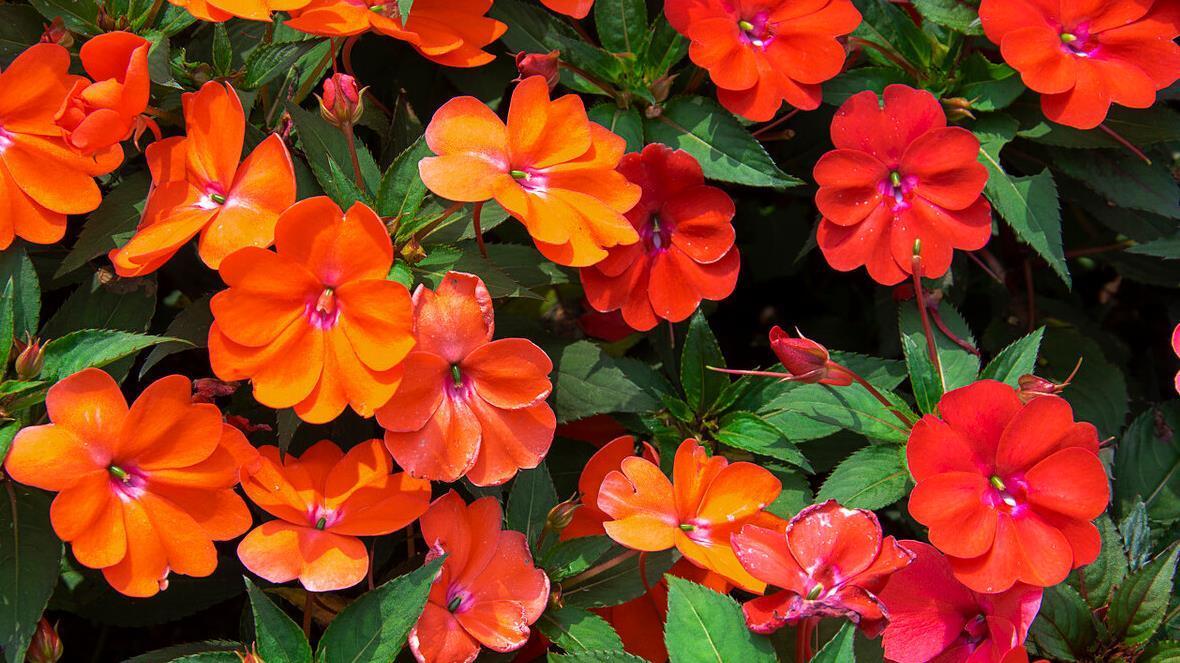 建议大家：逛花市碰到5种花，别犹豫，虽然便宜但巨好养