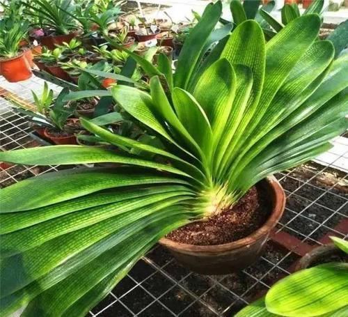 花盆|养君子兰，记住5个小口诀，养一盆旺一盆