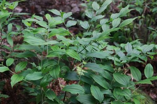 宝铎草生长于林下或灌木丛中花开黄色、绿黄色或白色