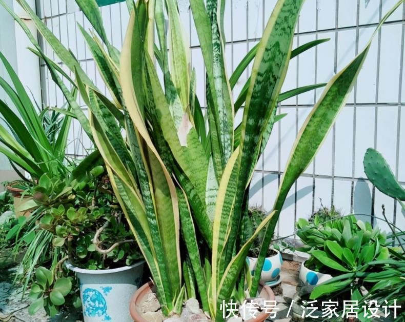 养护|厨房里哪些东西是虎皮兰喜欢的，可在盆栽期间用上？