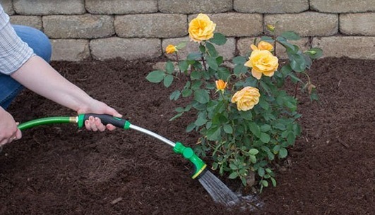 新手月季种植手册，修剪、病害防治等教程，种月季不再难