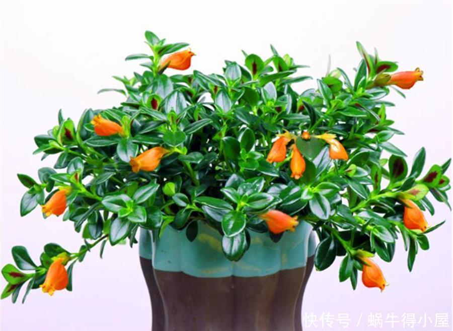 金鱼吊兰冬天开爆了,做好5个小细节,一年四季花开不断