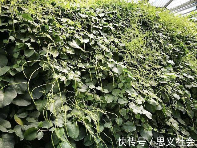 药用价值|外来物落葵薯，曾是人们讨厌的杂草，如今成餐桌美味大受欢迎
