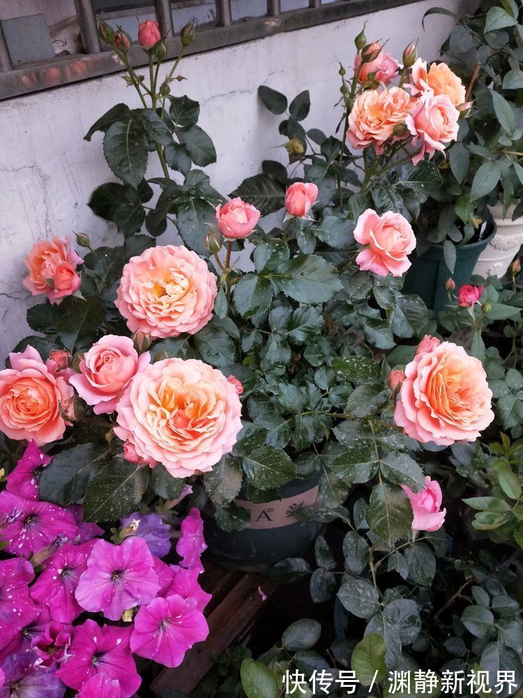赏花|喜欢赏花，就养盆“玫瑰珍品”土星王阳台，丰腴婀娜，花色温馨