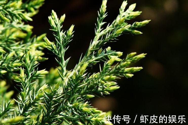 农村一种树木，以前农家人用来做家具，殊不知盆栽做成盆景很漂亮