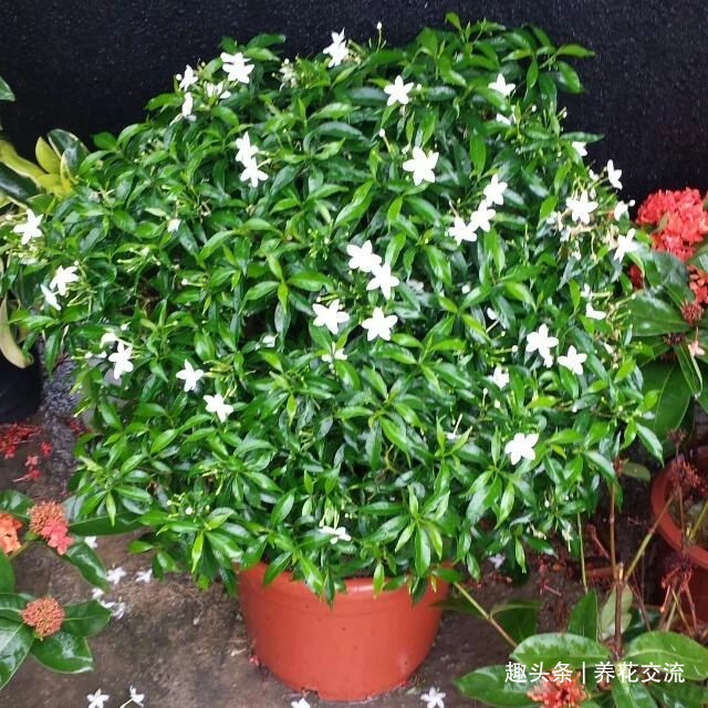 栀子花|花叶和栀子花相似的狗牙花,香味像茉莉花,好养又容易开花