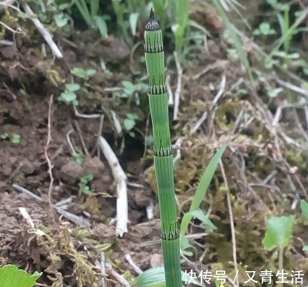 野草|农村一种野草，被称为“节节木贼”，价值珍贵，若是遇见，请珍惜