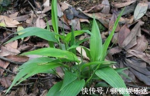 野草|生在湿地的它,目前价值珍贵,能“止咳、治牙疼”,看见请保护!